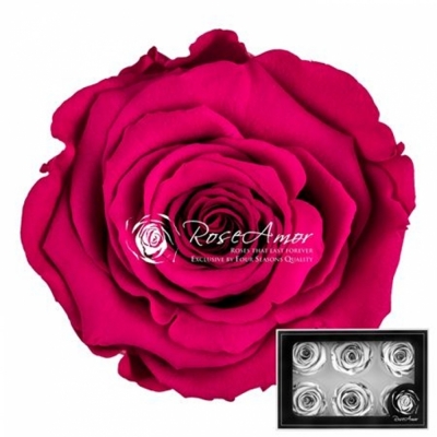 Stabilizované burgundsky červené růže v krabičce 6ks