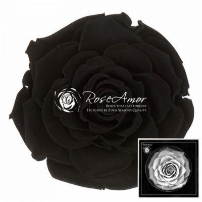 Stabilizovaná černá růže plnokvětá v krabičce