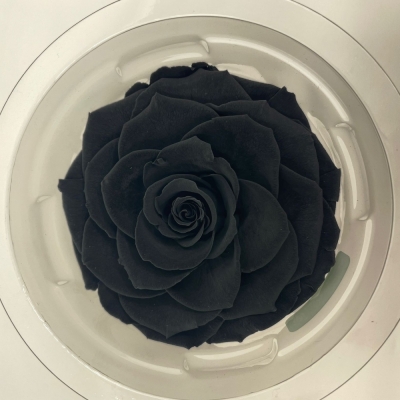 Stabilizované černé růže plnokvěté v krabičce