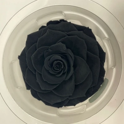 Stabilizované černé růže plnokvěté v krabičce