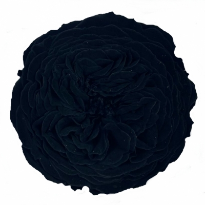 Stabilizované černé růže v boxu 12ks