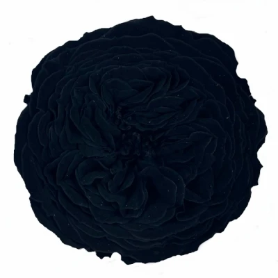 Stabilizované černé růže v boxu 12ks