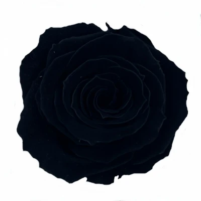 Stabilizované černé růže v krabičce 12ks