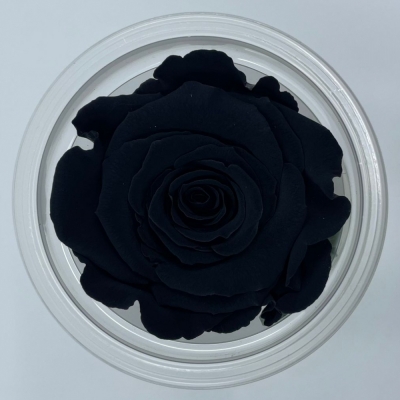 Stabilizované černé růže v krabičce 6ks