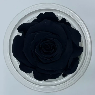 Stabilizované černé růže v krabičce 6ks