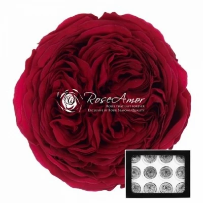 Stabilizované burgundsky červené zahradní růže v krabičce 12ks