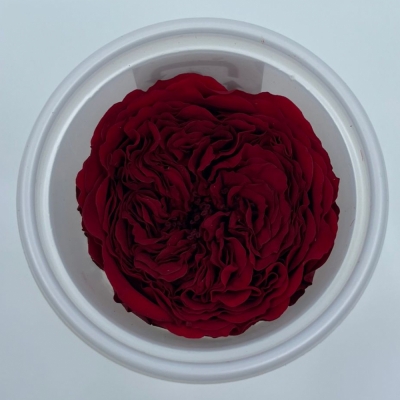 Stabilizované červená růže v krabičce 12ks