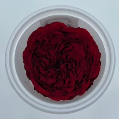 Stabilizované červená růže v krabičce 12ks