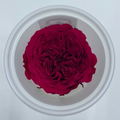 Stabilizované červená růže v krabičce 12ks
