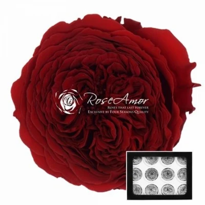 Stabilizované granátově červené zahradní růže v krabičce 12ks