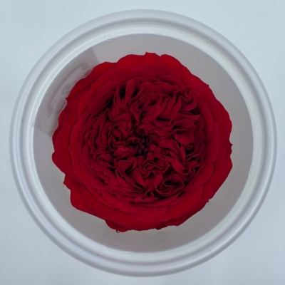 Stabilizované červené růže v krabičce 12ks