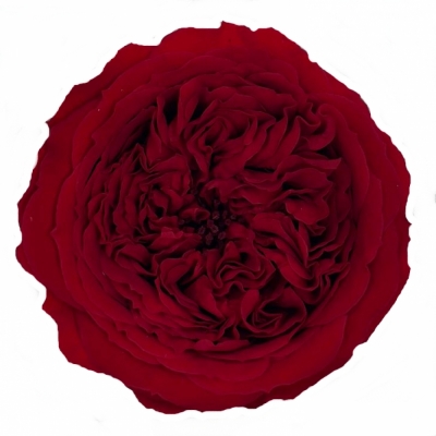 Stabilizované červené růže v krabičce 12ks