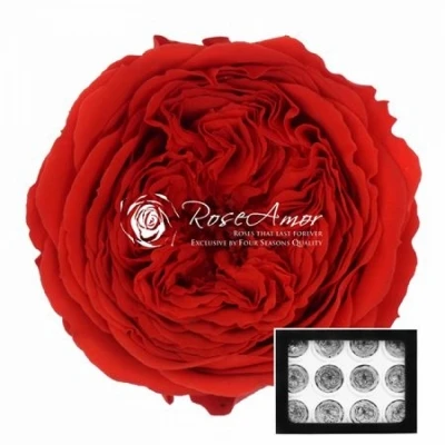 Stabilizované sametově červené zahradní růže v krabičce 12ks