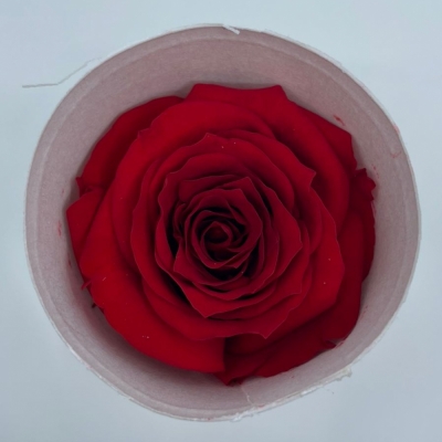 Stabilizované červené růže v krabičce 18ks
