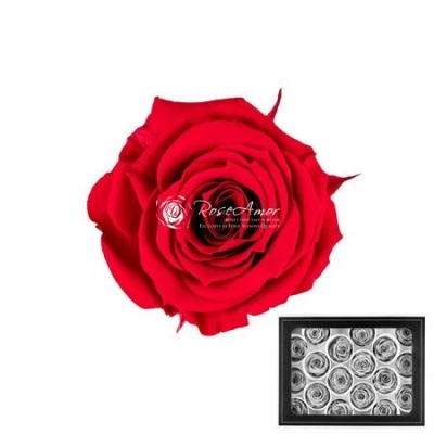 Stabilizované sametově červené růže v krabičce 18ks
