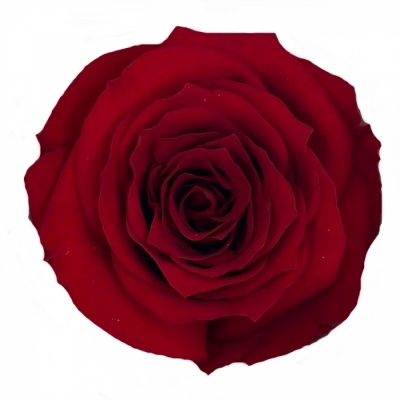 Stabilizované červené růže v krabičce 18ks