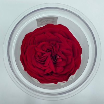 Stabilizované červené růže v krabičce 3ks