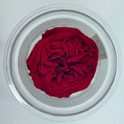 Stabilizované červené růže v krabičce 3ks