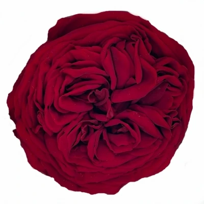 Stabilizované červené růže v krabičce 3ks