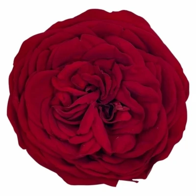 Stabilizované červené růže v krabičce 3ks