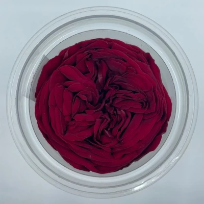 Stabilizované červené růže v krabičce 3ks