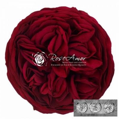Stabilizované burgundská červená zahradní růže v krabičce 3ks
