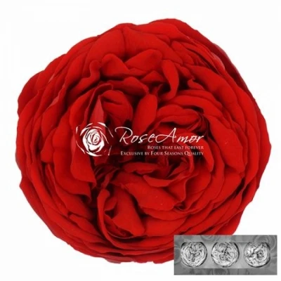 Stabilizované sametově červené zahradní růže v krabičce 3ks