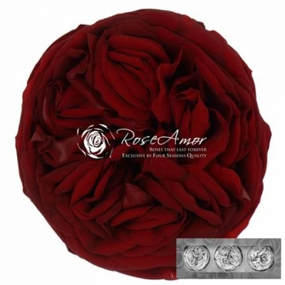 Stabilizované granátově červené zahradní růže v krabičce 3ks