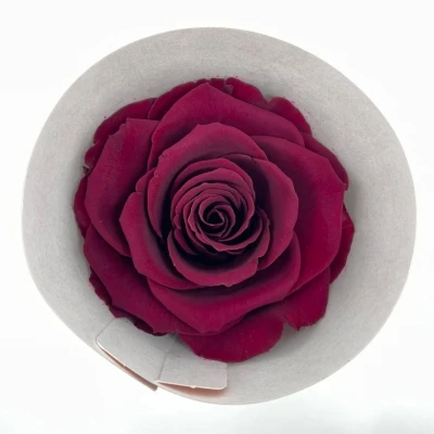 Stabilizované červené růže v krabičce 4ks