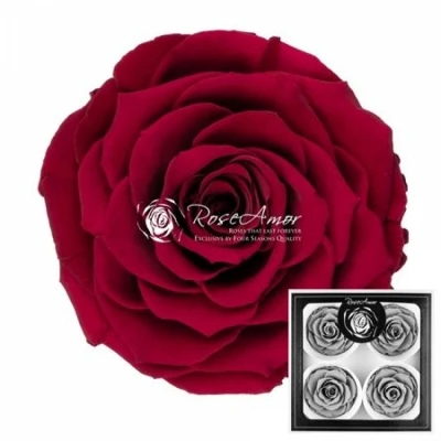 Stabilizované tmavě červené růže v krabičce 4ks