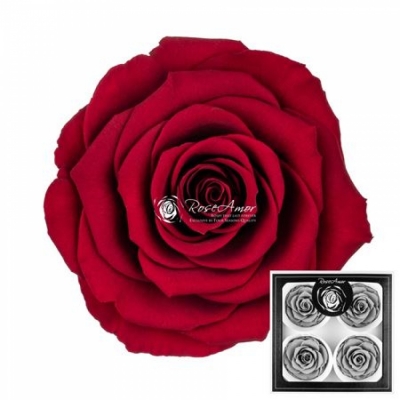 Stabilizované granátově červené růže v krabičce 4ks