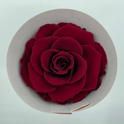 Stabilizované červené růže v krabičce 4ks