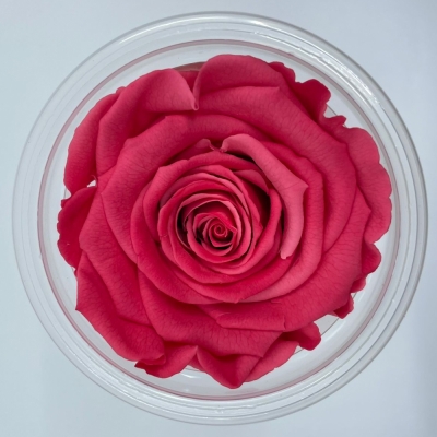 Stabilizované červené růže v krabičce 6ks