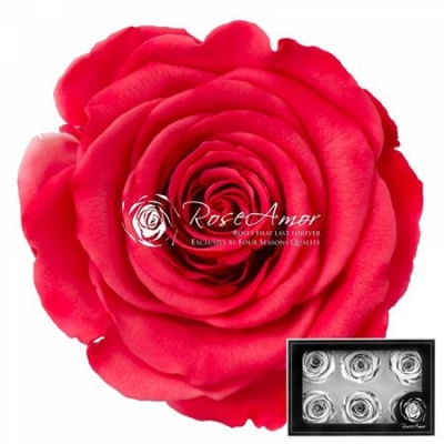 Stabilizované šarlatově červené růže v krabičce 6ks