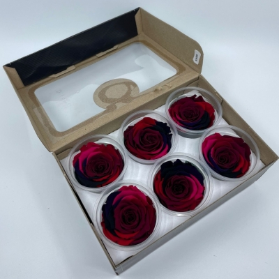 Stabilizované duhové červené růže XL v krabičce 6ks