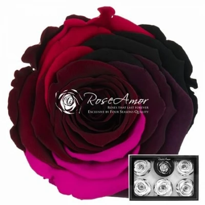 Stabilizované duhové červené růže XL v krabičce 6ks