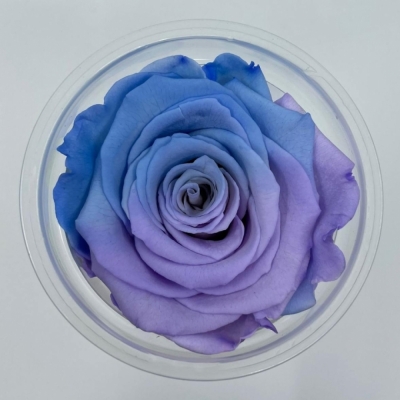 Stabilizované duhové modro-fialové růže XL v krabičce 6ks