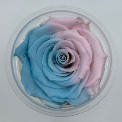 Stabilizované duhové modro-růžové růže XL v krabičce 6ks