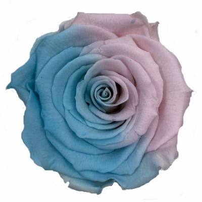 Stabilizované duhové modro-růžové růže XL v krabičce 6ks
