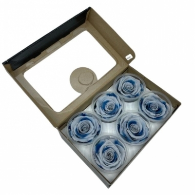 Stabilizované duhové růže blue lagoon plus v krabičce 6ks
