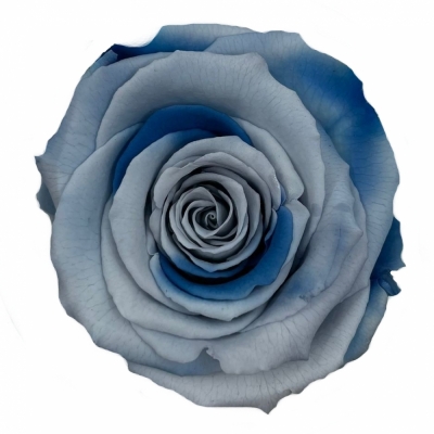 Stabilizované duhové růže blue lagoon XL v krabičce 6ks