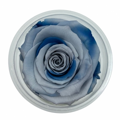 Stabilizované duhové růže blue lagoon XL v krabičce 6ks