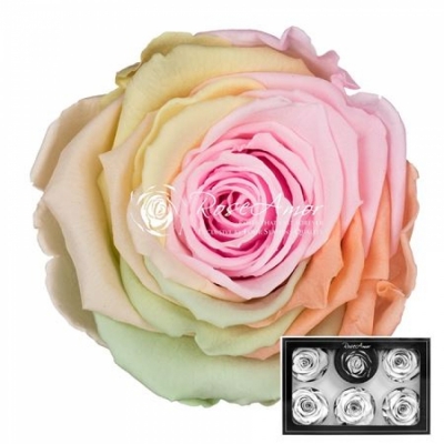 Stabilizované duhové jemně pastelové růže XL v krabičce 6ks