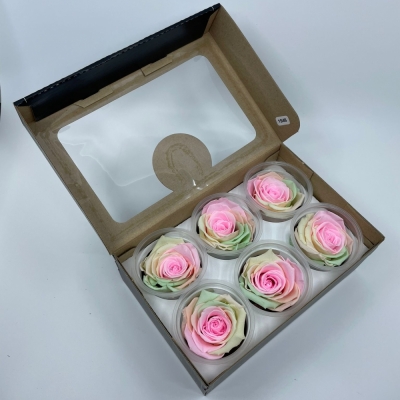Stabilizované duhové růže XL v krabičce 6ks