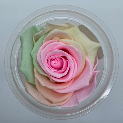 Stabilizované duhové růže XL v krabičce 6ks