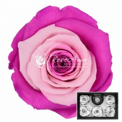 Stabilizované duhové růžové růže XL v krabičce 6ks
