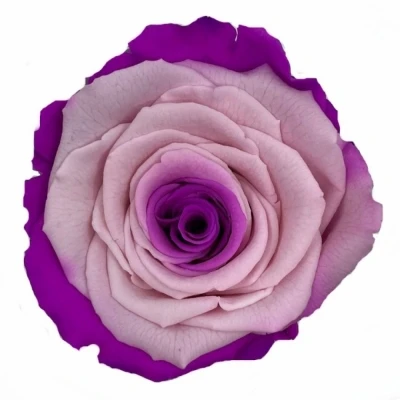 Stabilizované duhové růžové růže XL v krabičce 6ks