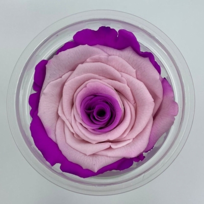 Stabilizované duhové růžové růže XL v krabičce 6ks