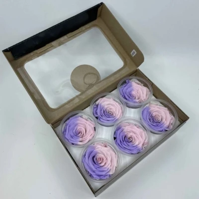 Stabilizované duhové růžovo-fialové růže XL v krabičce 6ks