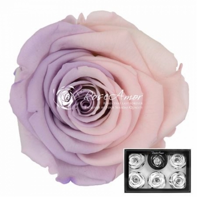 Stabilizované duhové růžovo-fialové růže XL v krabičce 6ks